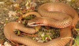 蛇与鞭 在线观看,惊悚悬疑，探寻人性深渊的在线观影之旅